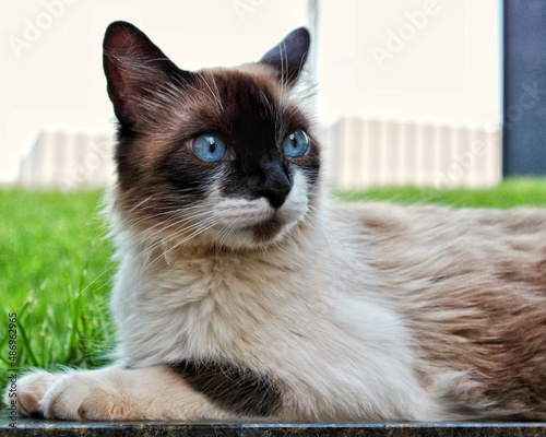 cat on a sill