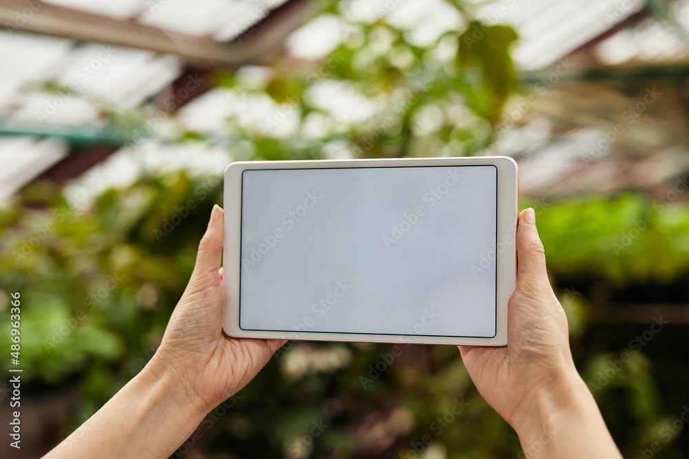 Hands of young greenhouse worker holding tablet with blank screen against green plants and garden flowers growing in hothouse