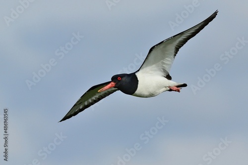 Tableau sur toile Ein fliegender Austernfischer (Haematopus ostralegus).