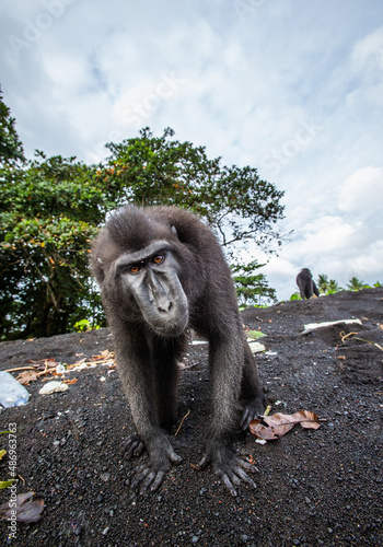 Celebes crested macaque is standing on a black sand sea beach. Indonesia. Sulawesi.