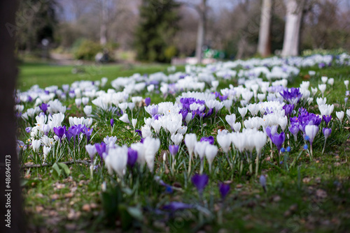 first crocuses field in spring, in frankfurt. High quality photo
