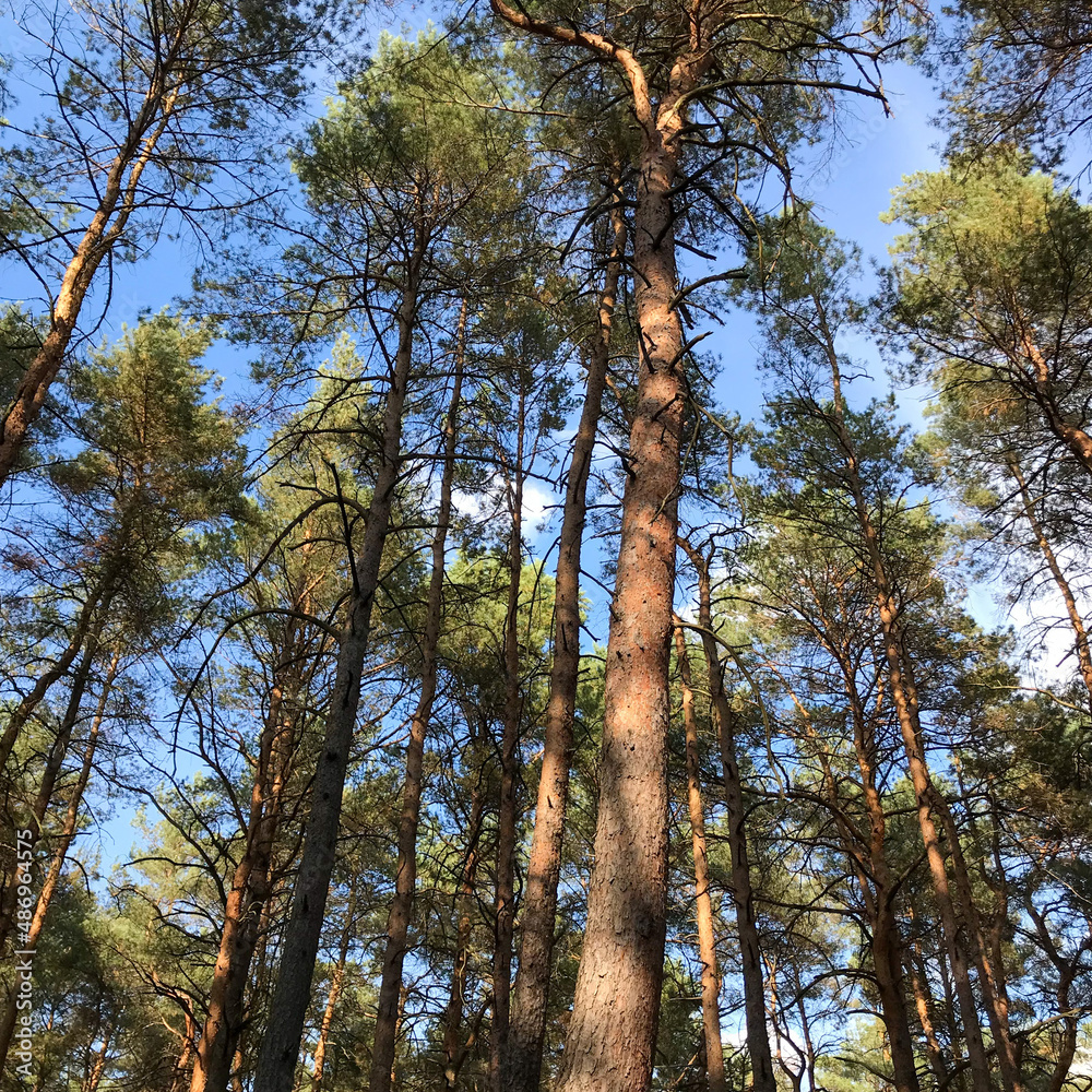 Fototapeta premium trees in the park