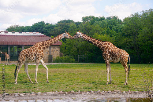 Canvas Print giraffes in the zoo