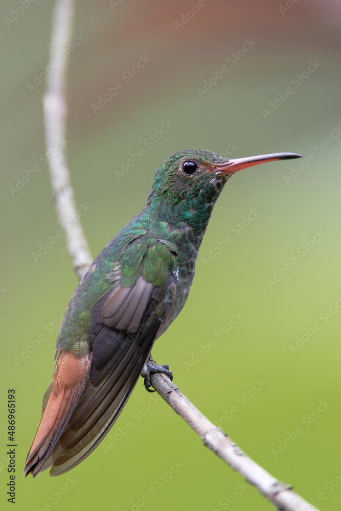 Fototapeta premium Rufous-tailed hummingbird (Amazilia tzacatl) perched on branch, Alambi, Ecuador
