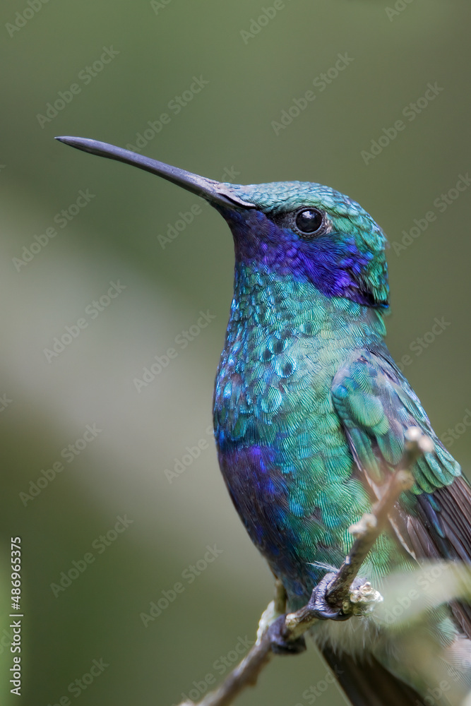 Fototapeta premium Sparkling violetear (Colibri coruscans) perched on branch, Alambi, Ecuador