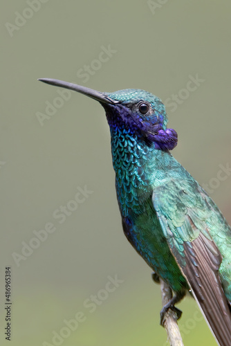 Sparkling violetear (Colibri coruscans) perched on branch, Alambi, Ecuador photo