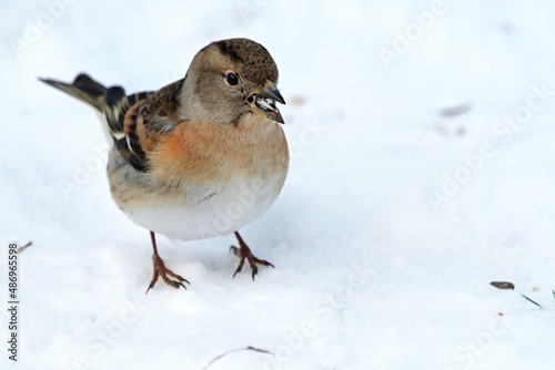 Ein Bergfink (Fringilla montifringilla) sucht im Schnee nach Nahrung.