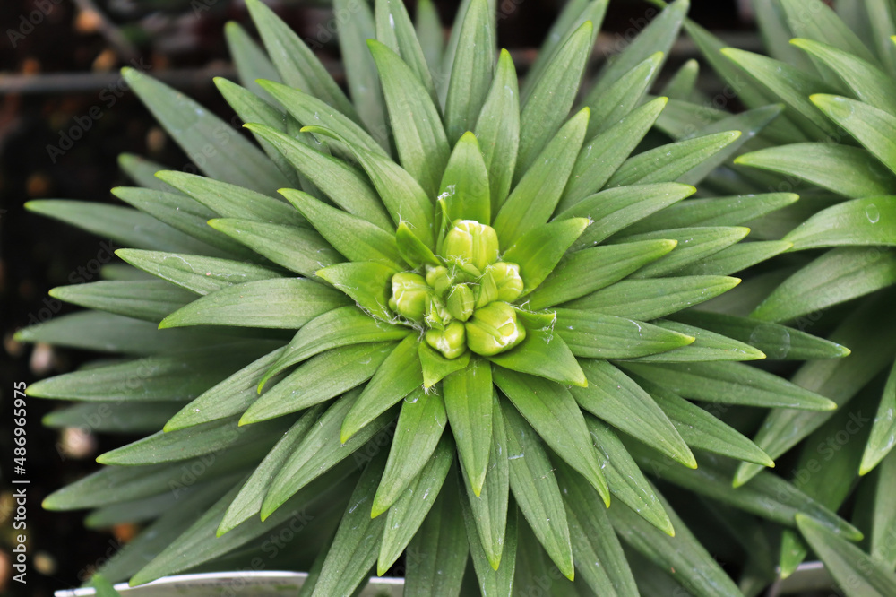 Obraz premium The green spiky foliage on lily plants