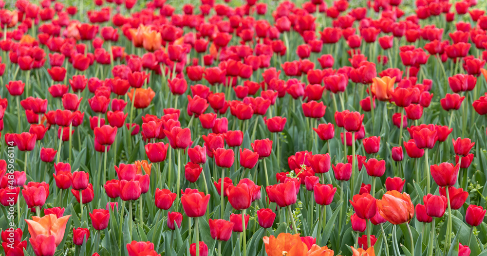 Field of red tulips. Spring flowers.