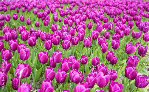 Field of purple tulips. Spring flowers  plantation for growing plants.