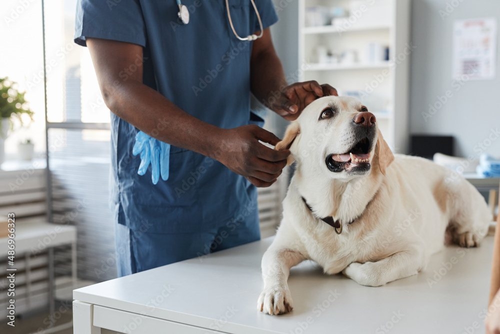 Young African-American veterinarian in blue uniform examining sick dog on table while standing in front of him in medical office