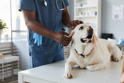 Young African-American veterinarian in blue uniform examining sick dog on table while standing in front of him in medical office