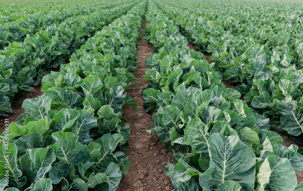 young cabbage grows in the farmer field young cabbage grows in the farmer field