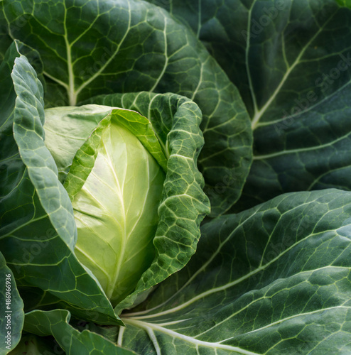 head of young green cabbage close-up. © yelantsevv