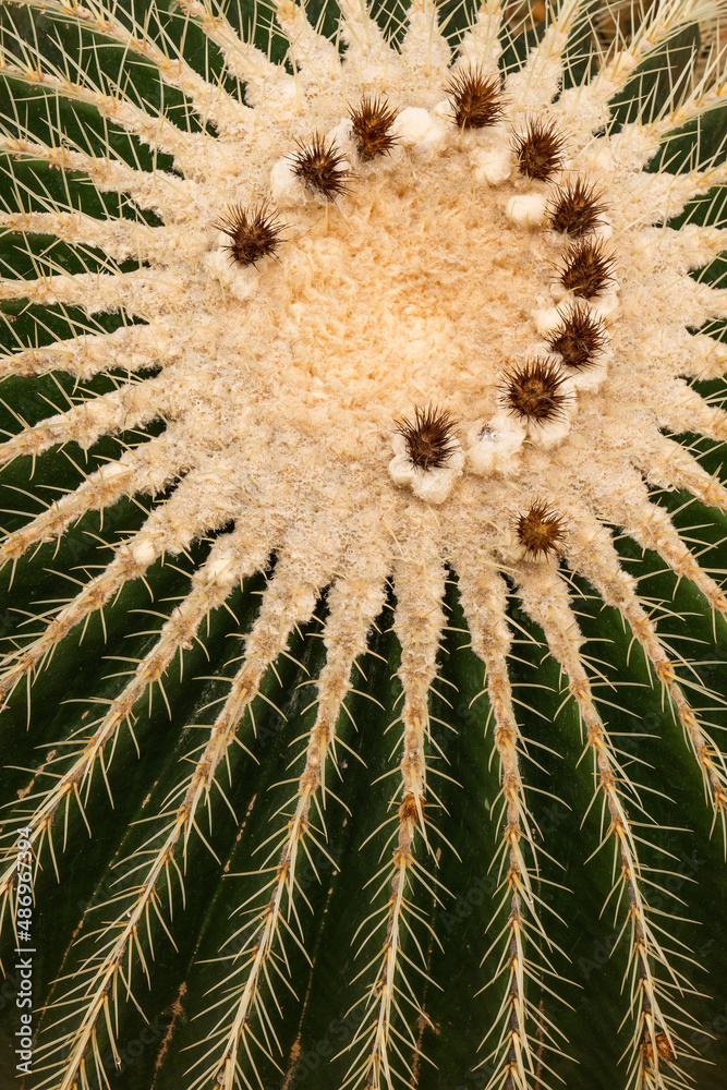 Obraz premium Pattern of thorns on a cactus 