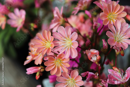 Closeup view of the delicate petals on a lewisia plant photo