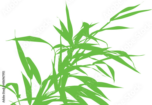 Vecteur de feuilles et tiges de bambous sur fond transparent photo