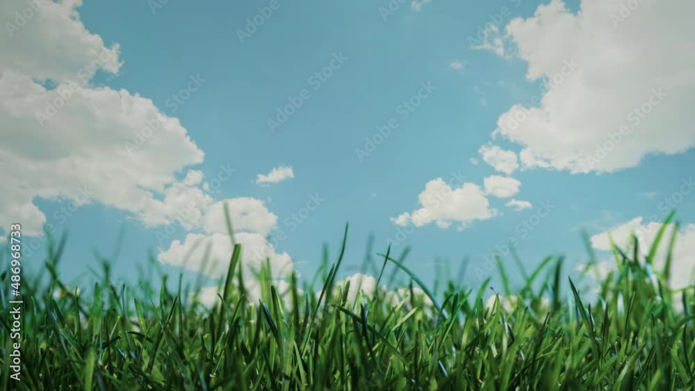 Grass grows against the background of fast-moving clouds. Timelapse video Grass grows against the background of fast-moving clouds. Timelapse video