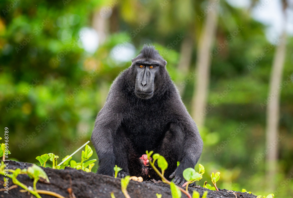 Obraz premium Celebes crested macaque is sitting on the sand against the backdrop of the jungle. Indonesia. Sulawesi.