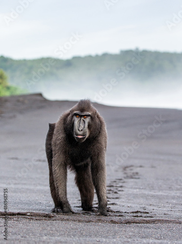 Celebes crested macaque is standing on a black sand sea beach. Indonesia. Sulawesi.
