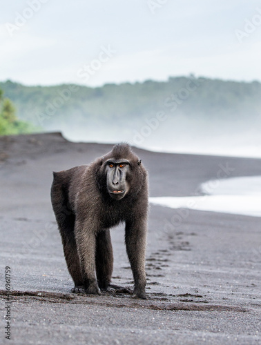 Celebes crested macaque is standing on a black sand sea beach. Indonesia. Sulawesi.