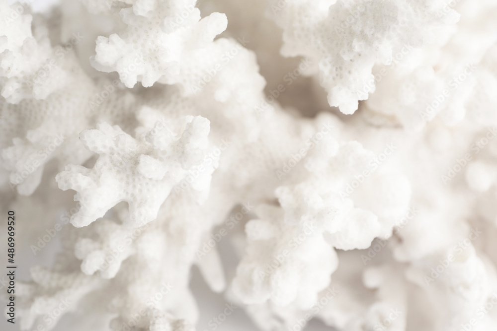 Beautiful exotic sea coral as background, closeup Beautiful exotic sea coral as background, closeup