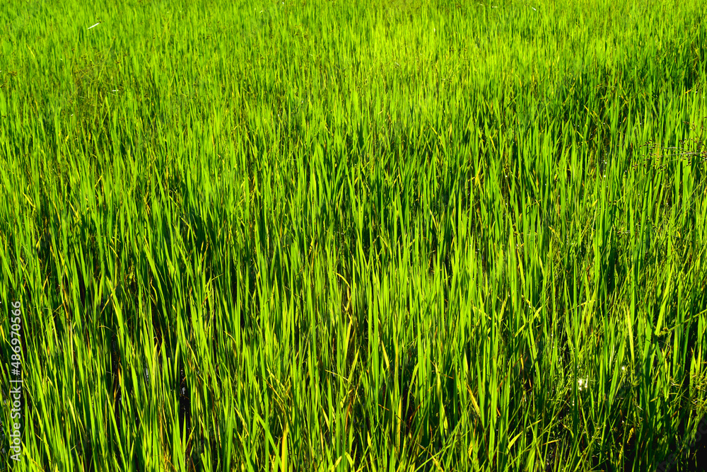 Full frame of green rice plants with beautiful sunlight in paddy field, planting rice farm in Thailand. Nature background. Full frame of green rice plants with beautiful sunlight in paddy field, planting rice farm in Thailand. Nature background.