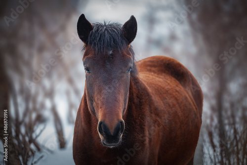 Pacer horse on the snow. Pacers are very tame and breed locally. Pacer colours vary. Pacer horse racing is very popular and pacers is the best for ride.