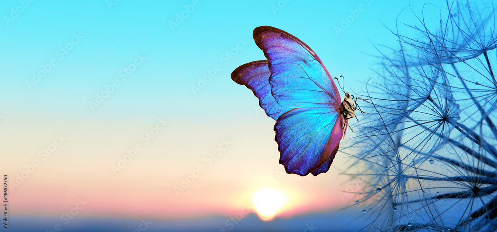 Natural pastel background. Morpho butterfly and dandelion. Seeds of a dandelion flower in drops of water on a background of sunrise.