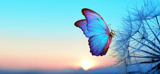 Keuken achterwand Turquoise Natural pastel background. Morpho butterfly and dandelion. Seeds of a dandelion flower in drops of water on a background of sunrise.  © Oleksii