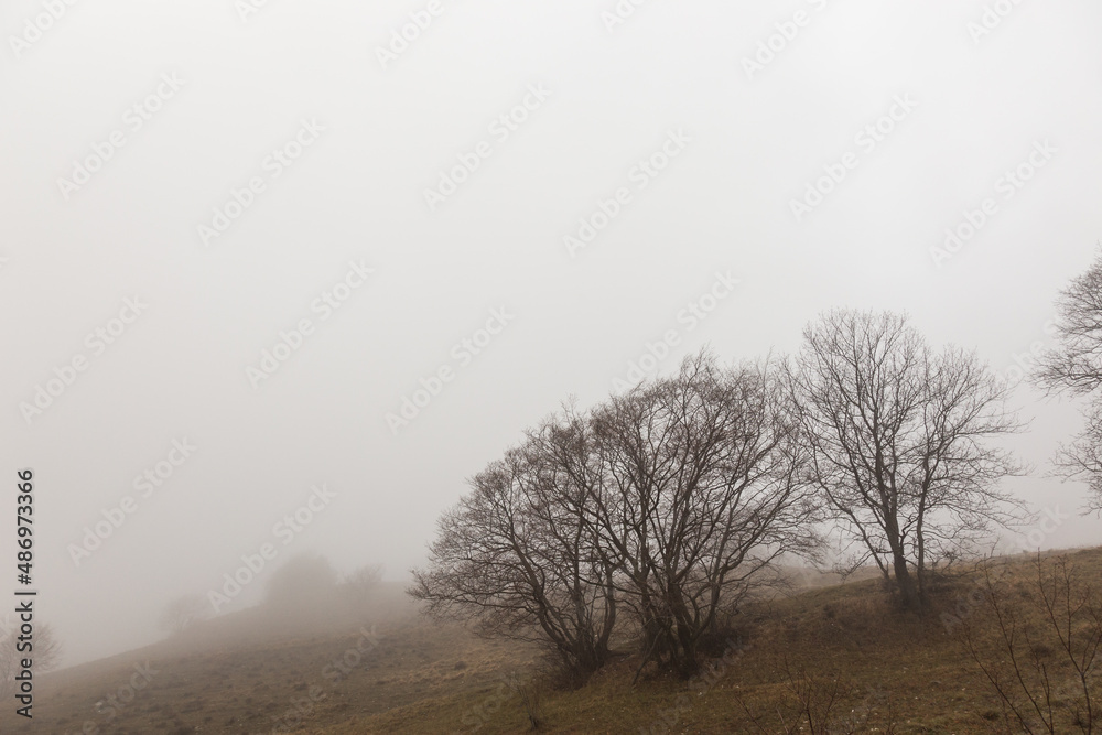 Skeletal trees in the middle of fog Skeletal trees in the middle of fog