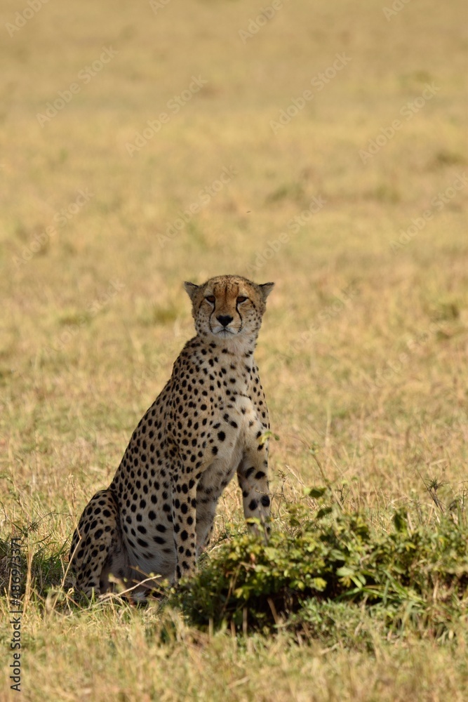 Naklejka premium cheetah in Masai Mara