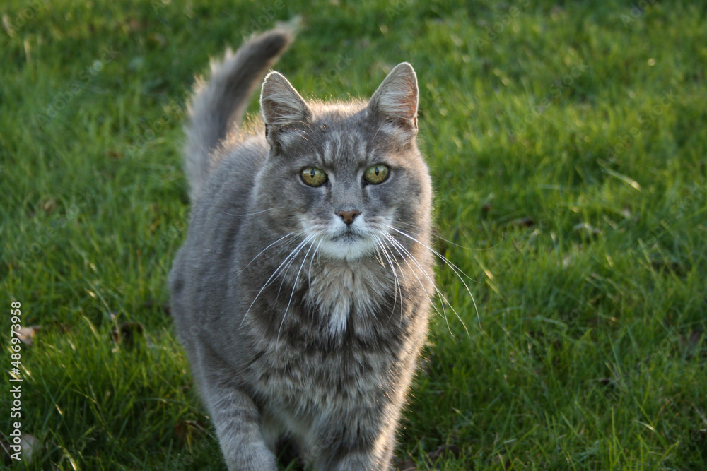 Linus the curious green eyed cozy cat