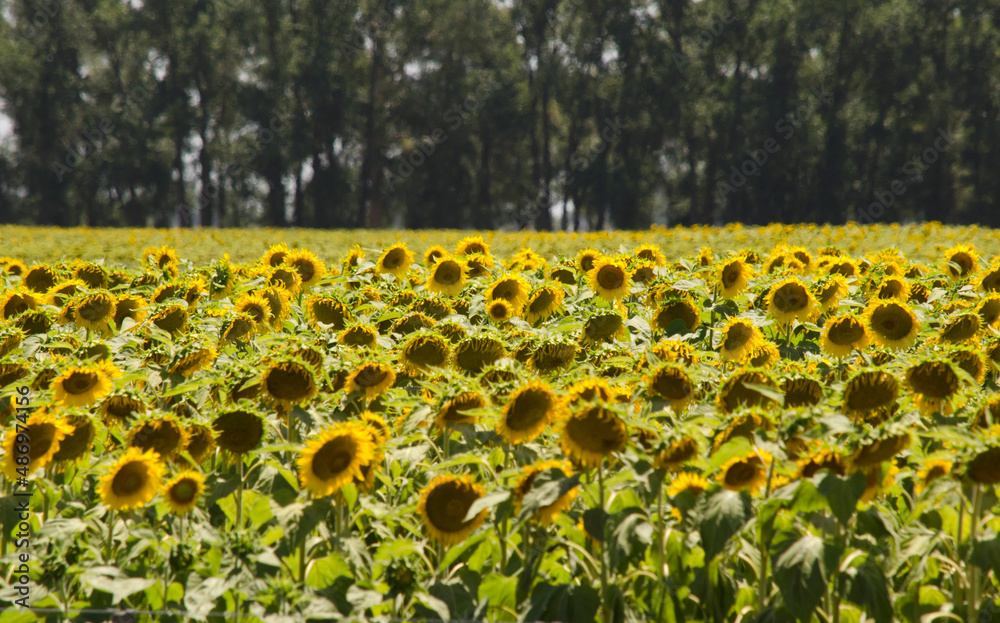 Obraz premium field with sunflower plantation in the province of buenos aires