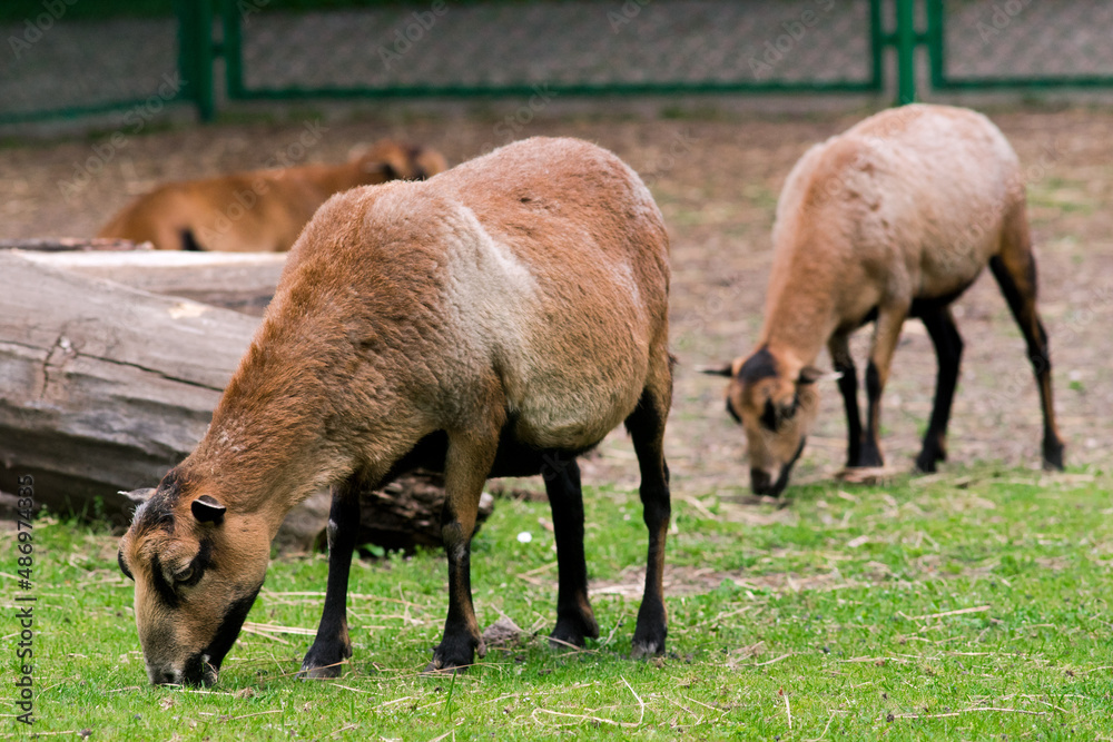 Grazing goats standing on grass behind the fence
of a zoo.
Grazing goats standing on grass behind the fence
of a zoo.