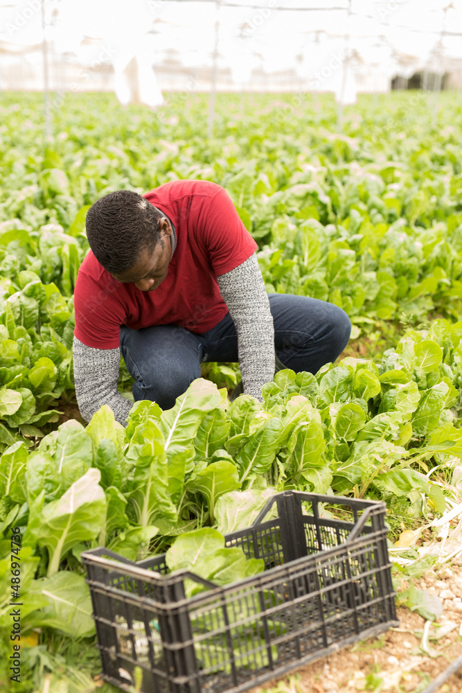 Fototapeta premium African-american man harvesting mangold in a plastic box. High quality photo