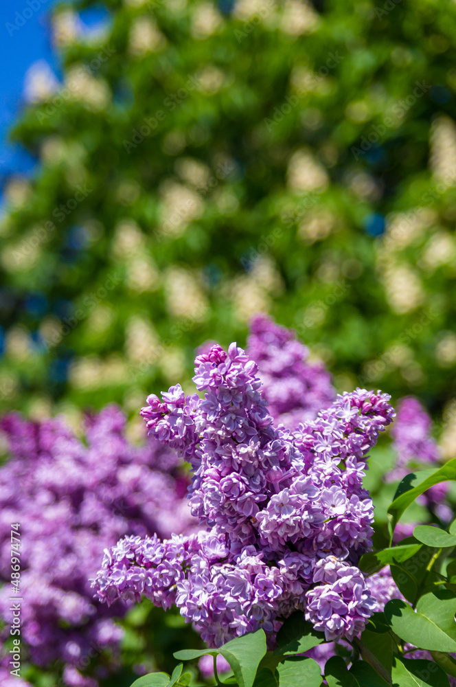 Branch with spring blossoms pink lilac flowers, blooming floral background. Branch with spring blossoms pink lilac flowers, blooming floral background.