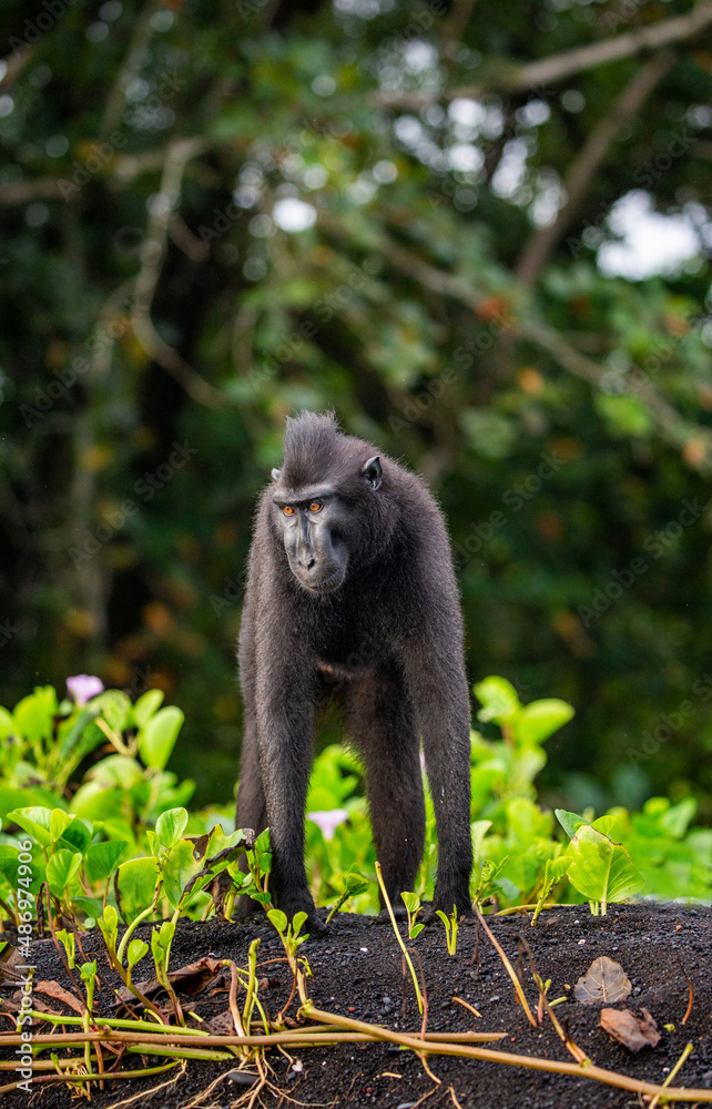 Obraz premium Celebes crested macaque is standing on the sand against the backdrop of the jungle. Indonesia. Sulawesi.