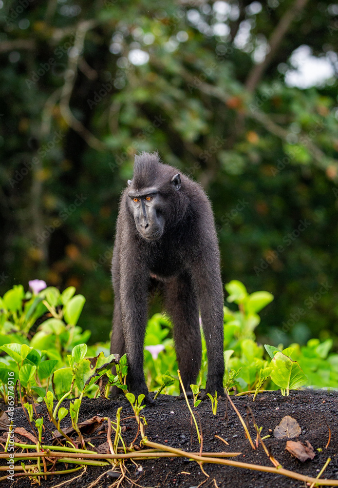 Obraz premium Celebes crested macaque is standing on the sand against the backdrop of the jungle. Indonesia. Sulawesi.