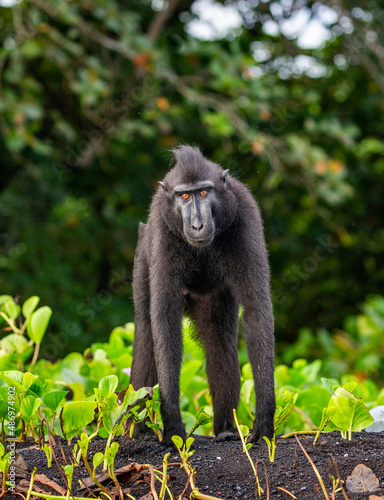 Celebes crested macaque is standing on the sand against the backdrop of the jungle. Indonesia. Sulawesi.