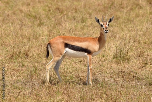 Thomson sntelope in savanna