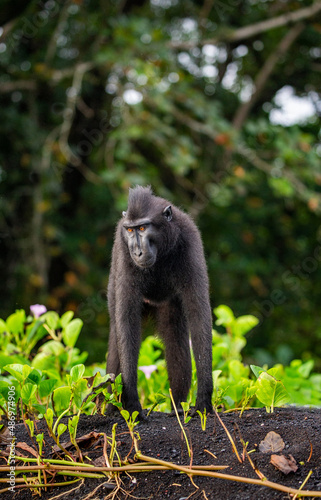 Celebes crested macaque is standing on the sand against the backdrop of the jungle. Indonesia. Sulawesi.