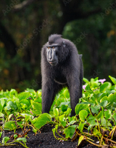 Celebes crested macaque is standing on the sand against the backdrop of the jungle. Indonesia. Sulawesi. photo