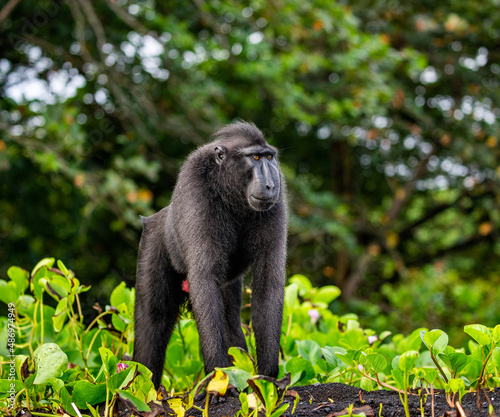 Celebes crested macaque is standing on the sand against the backdrop of the jungle. Indonesia. Sulawesi.
