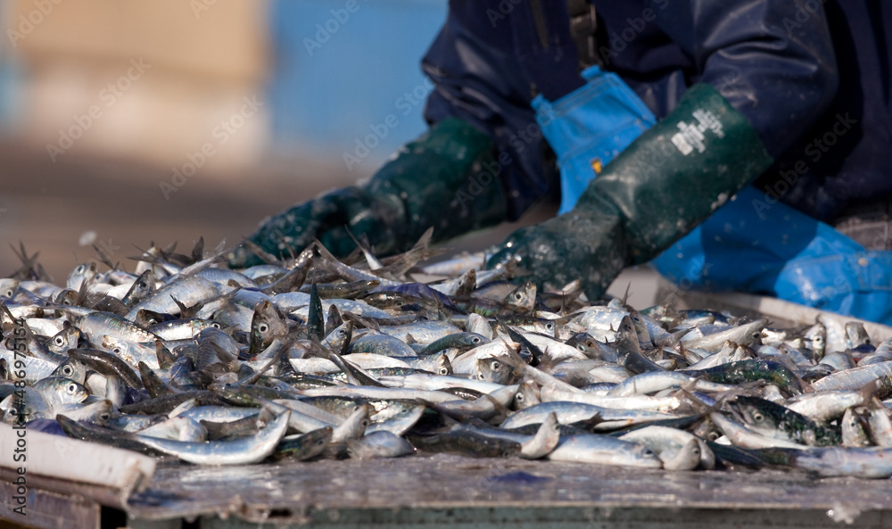 Obraz premium pêche industrielle