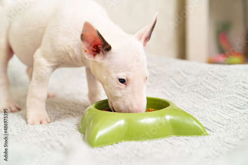 Canvastavla a mini bull terrier puppy eats special food from a green bowl.