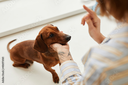 Cute dachshund dog of brown color looking at female pet owner holding its head in hand during obedience training