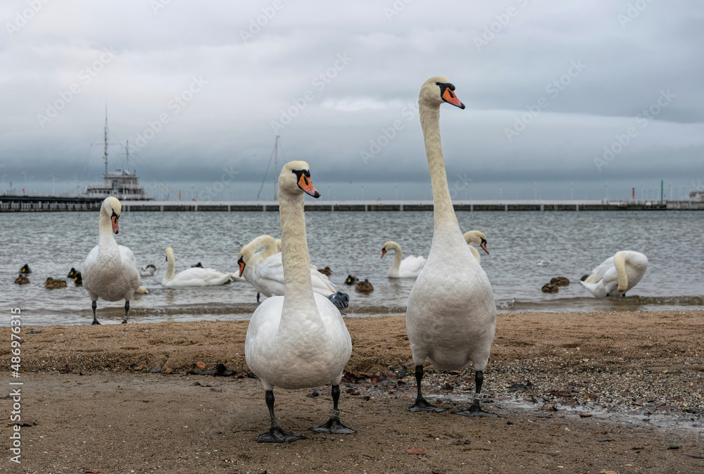 Obraz premium Old wooden pier in Sopot, Baltic Sea coast