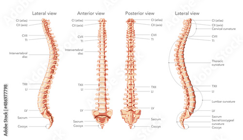 The human vertebral column in front, back, side view with main parts labeled, with and without Intervertebral disc. Vector flat realistic concept illustration in natural colors spine isolated on white