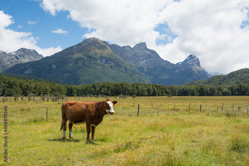 Grazing cow in a green mountain valley, New Zealand